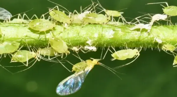 Une invasion de pucerons sur une tige verte. Ces petits insectes verts, certains ailés, se multiplient rapidement, menaçant de coloniser la maison.