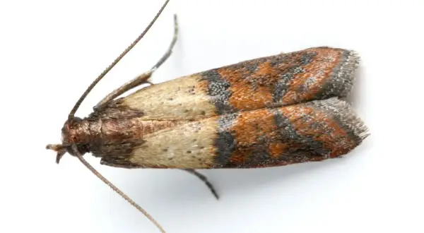 Un petit papillon aux ailes tachetées de brun et d'orange, un ennemi des textiles. Comment se débarrasser des mites textiles ?