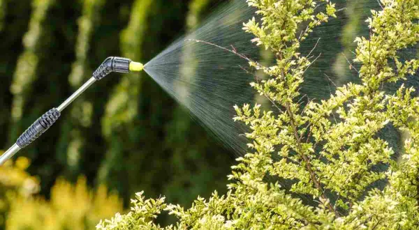 Pulvérisation d'un produit à base de pyrèthre sur des plantes. Attention, le pyrèthre peut présenter un danger pour l'homme s'il est mal utilisé.