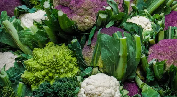 Un assortiment coloré de différents choux : violets, blancs et verts, dont un chou romanesco aux formes géométriques fascinantes.