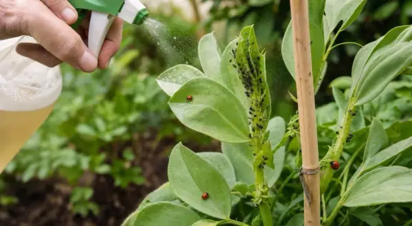Maintenant, découvrez comment se débarrasser des pucerons et fourmis avec ce spray naturel sur les plantes.