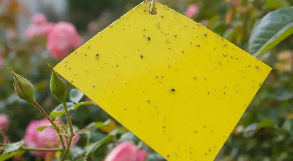 Un piège puceron maison jaune attire de nombreux petits insectes volants, collés à sa surface, au milieu de roses roses.