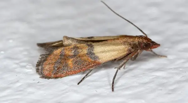 Un petit papillon de nuit, une mite, se repose sur un mur blanc. Ses ailes sont ornées de motifs brunâtres et orangés.