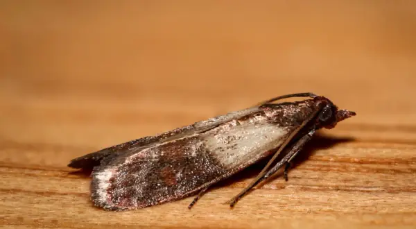 Un gros plan d'une mite sur du bois. La mite dans la maison signification peut être une nuisance, mais ce petit insecte est fascinant.