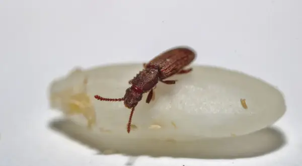 Un minuscule insecte alimentaire, un petit coléoptère brun, se repose sur un grain de riz blanc.