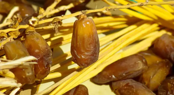 Gros plan sur des dattes mûres, prêtes à être dégustées, annonçant la saison des dattes.