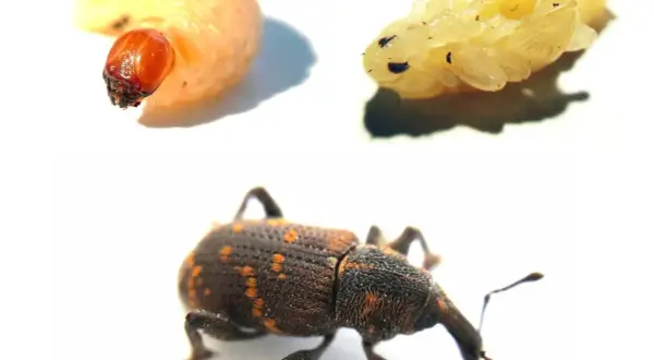 Larve, nymphe et un charançon adulte, un **vêtement mite noire** aux reflets orangés, sur fond blanc.
