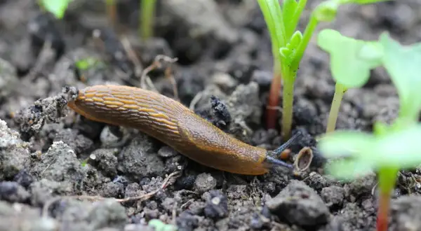 Une limace brune se déplace sur la terre, près de jeunes pousses vertes. Elle semble chercher quelque chose à manger, nous rappelant que les limaces mangent des plantes.