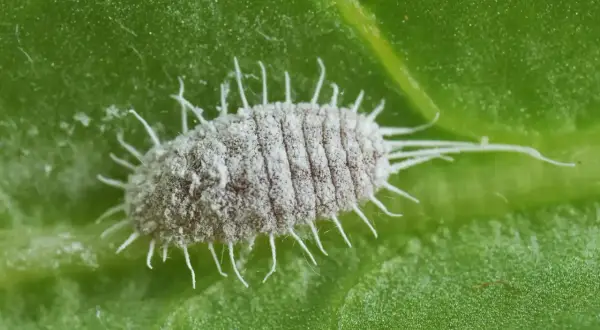 Gros plan d'un puceron blanc cotonneux sur une feuille verte. Un signe avant-coureur d'infestation, nécessitant un traitement rapide.