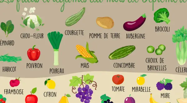 Illustration des fruits et légumes de saison en septembre : brocoli, courgette, chou-fleur, aubergine, poireau, maïs, concombre, choux de Bruxelles, tomate, mirabelle, framboise, citron, pomme, poire, raisin, mûre, prune, banane.