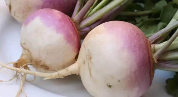 Navets frais, un légume en n. avec leurs fanes vertes et leurs racines fines, prêts à être cuisinés.