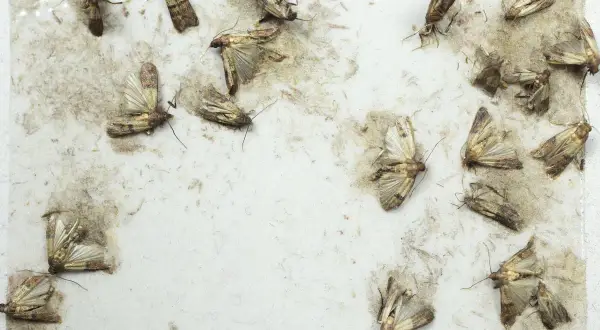 Un piège à mites alimentaires fait maison, recouvert de plusieurs mites capturées.
