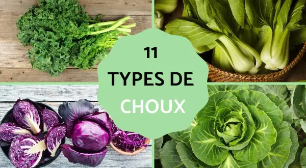 Découvrez le nombre de variété de choux : chou frisé, bok choy, chou rouge et chou cabus.