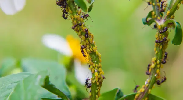 Des fourmis protègent une colonie de pucerons sur une tige verte. Une solution anti puceron naturel est peut-être en préparation.