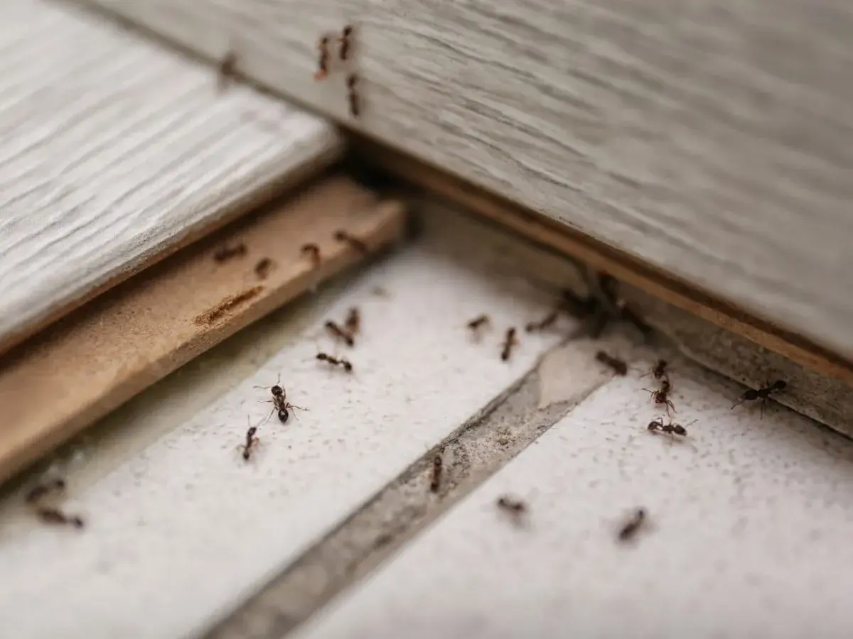Des fourmis sur le sol, un signe qu'il faut savoir comment se débarrasser des fourmis.