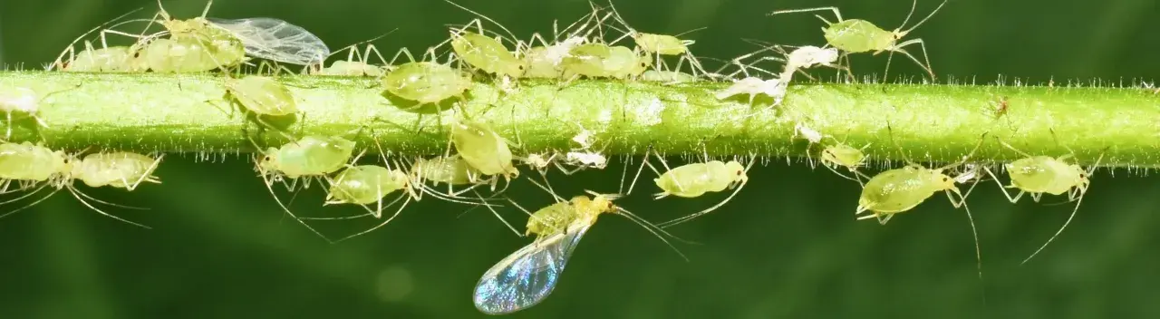 Une invasion de pucerons sur une tige verte. Ces petits insectes verts, certains ailés, se multiplient rapidement, menaçant de coloniser la maison.