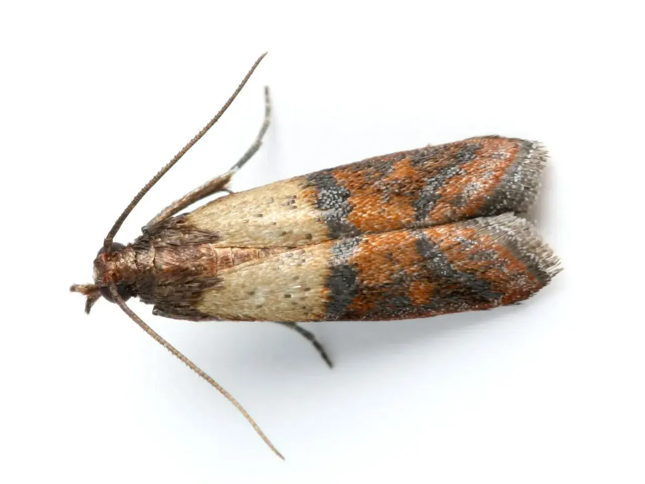 Un petit papillon aux ailes tachetées de brun et d'orange, un ennemi des textiles. Comment se débarrasser des mites textiles ?