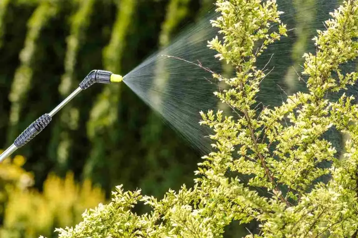 Pulvérisation d'un produit à base de pyrèthre sur des plantes. Attention, le pyrèthre peut présenter un danger pour l'homme s'il est mal utilisé.