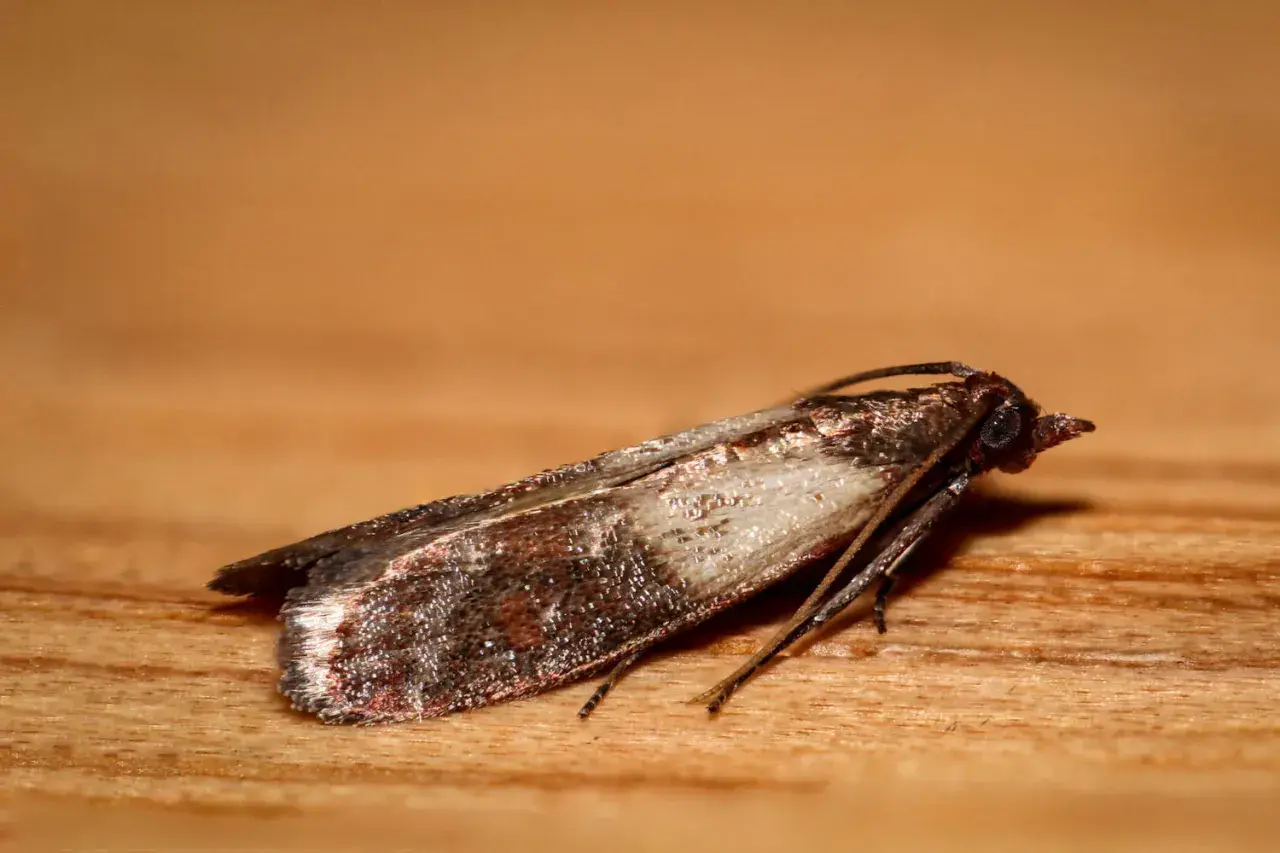 Un gros plan d'une mite sur du bois. La mite dans la maison signification peut être une nuisance, mais ce petit insecte est fascinant.
