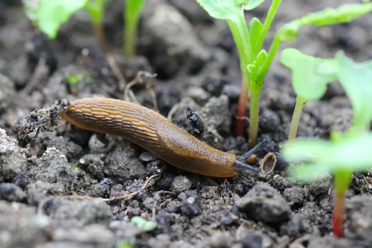Une limace brune se déplace sur la terre, près de jeunes pousses vertes. Elle semble chercher quelque chose à manger, nous rappelant que les limaces mangent des plantes.