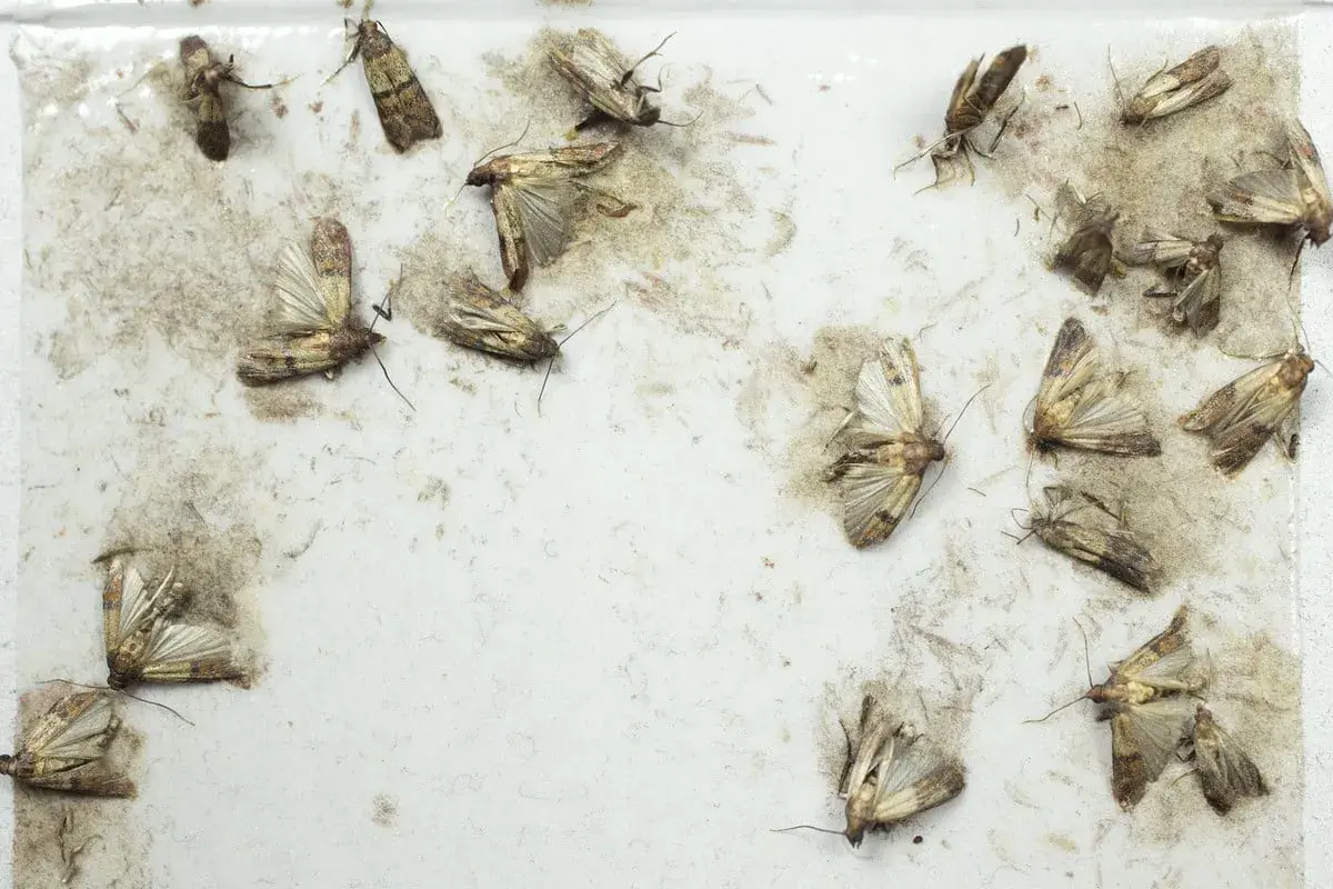 Un piège à mites alimentaires fait maison, recouvert de plusieurs mites capturées.