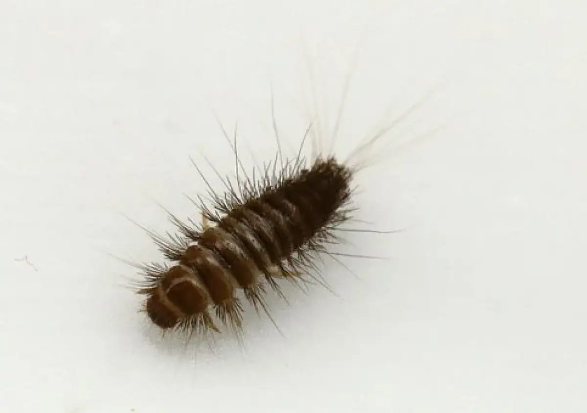Larve brune et poilue, ressemblant &agrave; un petit ver, possiblement un v&ecirc;tement mite noire.