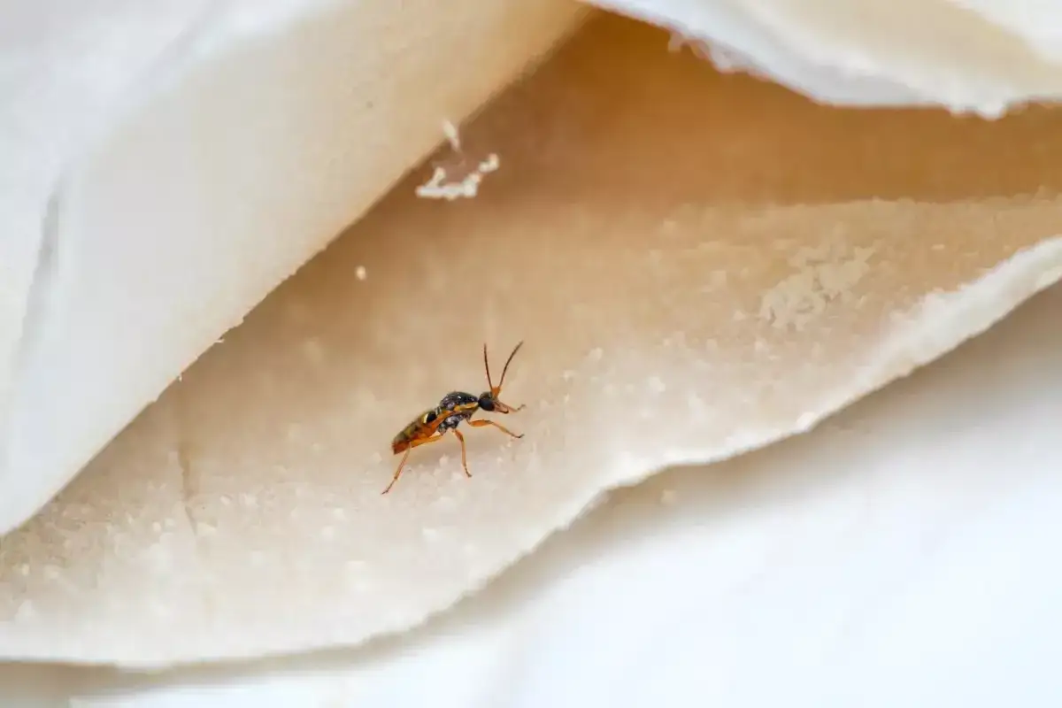 Un petit insecte aux pattes fines explore une feuille de p&acirc;te alimentaire.
