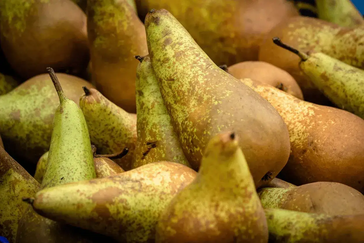 Gros plan sur des poires Conference, leur peau tachet&eacute;e de vert et de brun &eacute;voque la saison des poires Conference.
