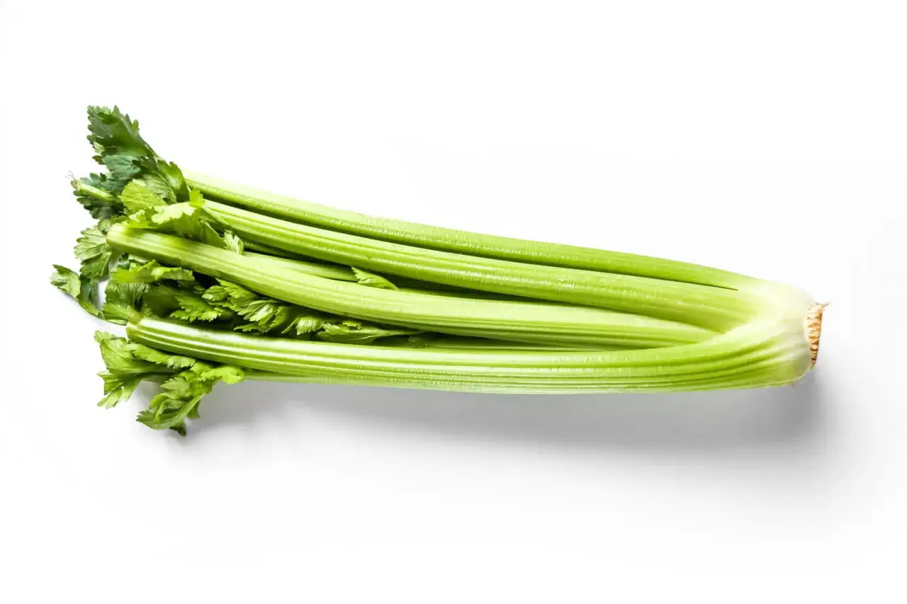 Une belle branche de c&eacute;leri vert vif, pr&ecirc;te &agrave; croquer ou &agrave; cuisiner.