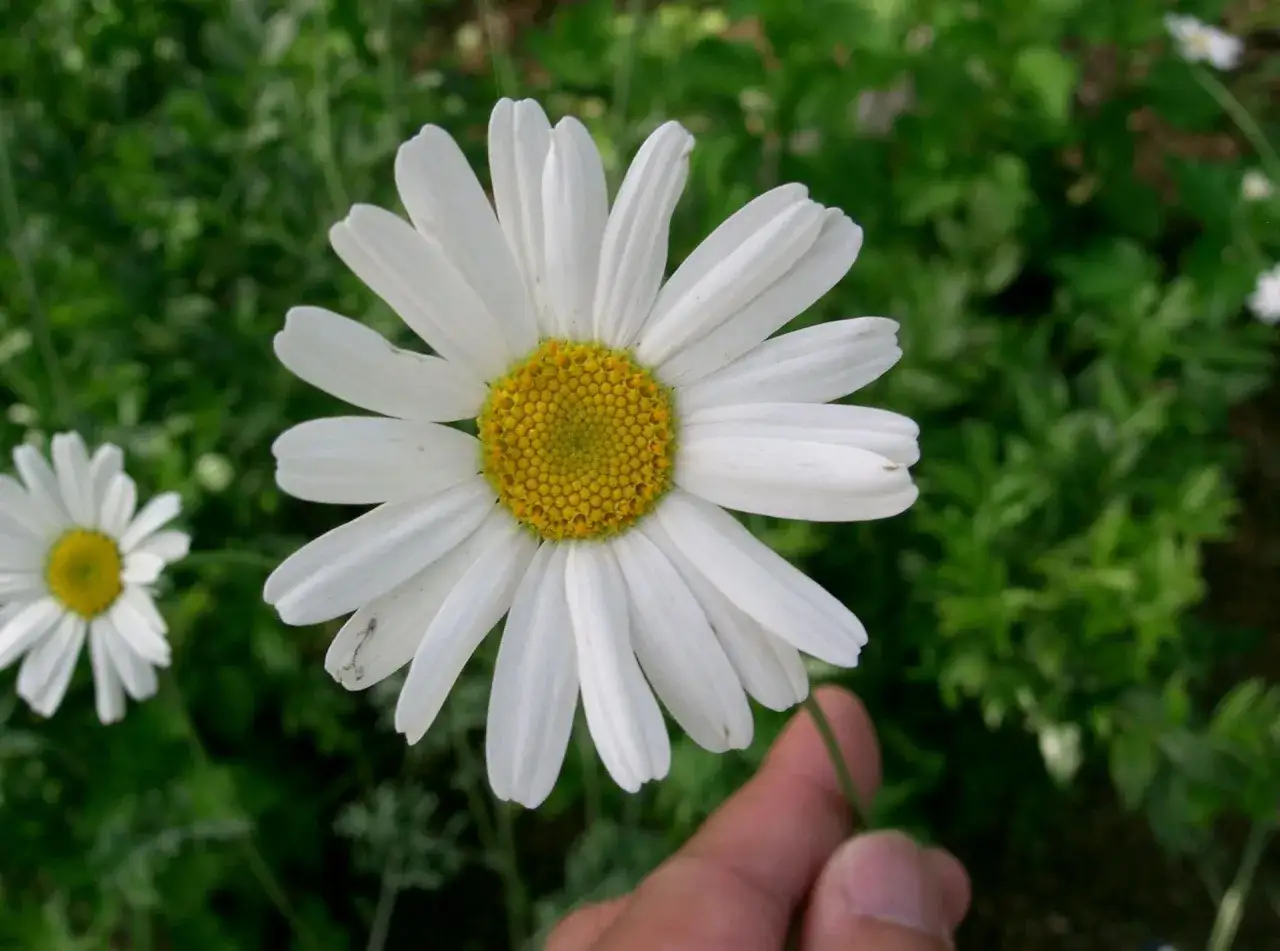 Une main tient une marguerite blanche. Le pyr&egrave;thre, bien que joli, peut pr&eacute;senter un danger pour l'homme s'il est mal utilis&eacute;.