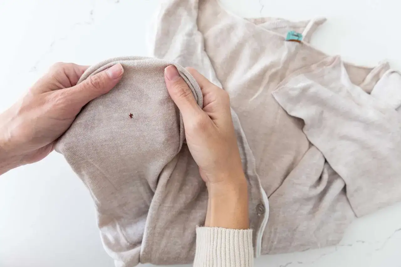 Mains tenant un pull beige, r&eacute;v&eacute;lant un petit trou caus&eacute; par un mite, un papillon de nuit domestique.