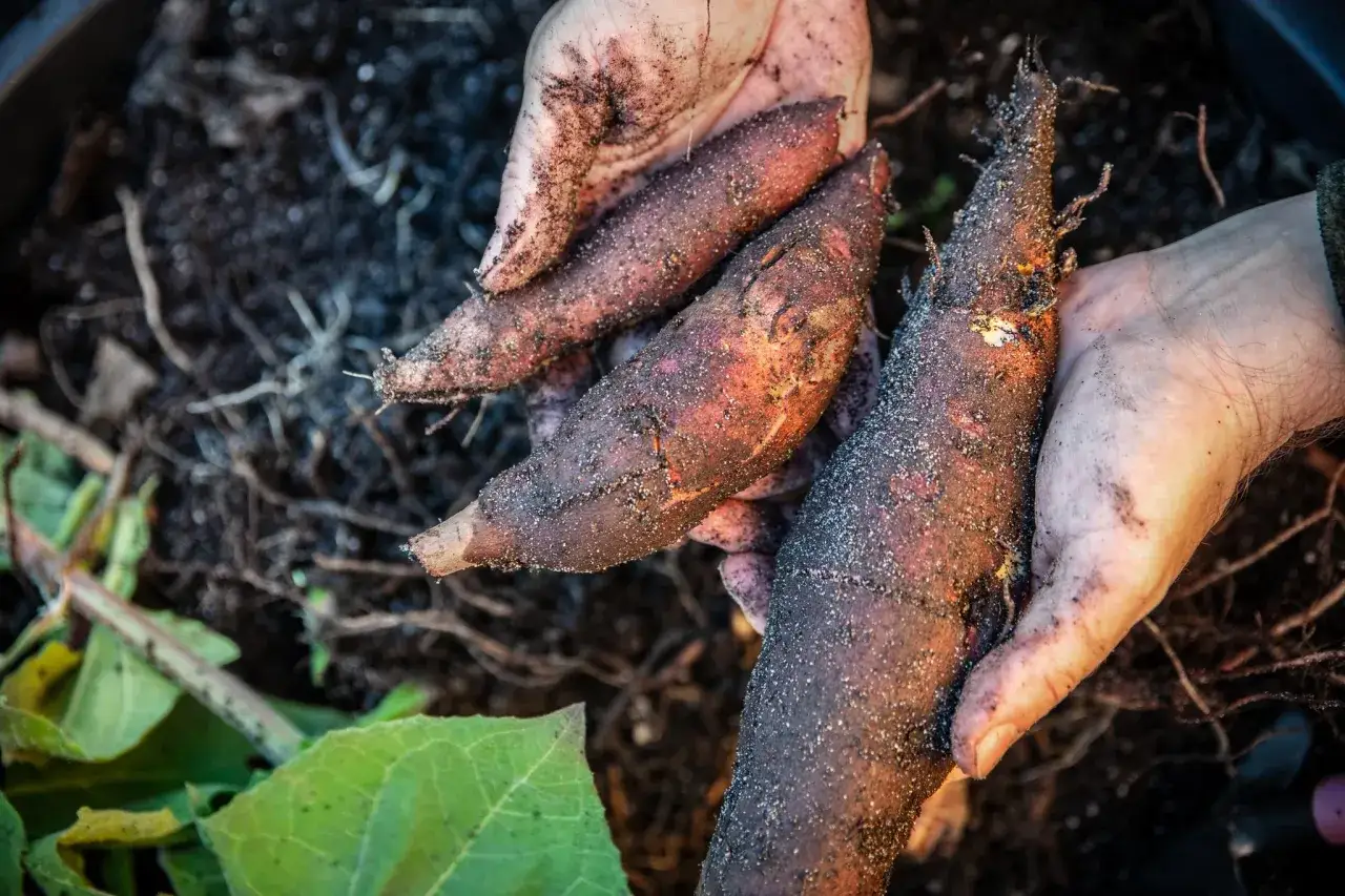 Mains terreuses tenant un l&eacute;gume en Y fra&icirc;chement r&eacute;colt&eacute;, encore couvert de terre.