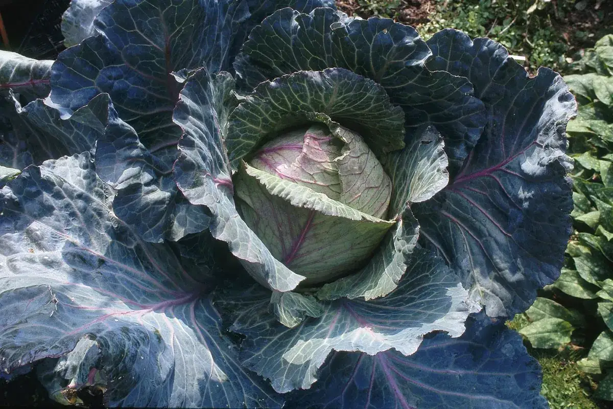 Gros plan sur un chou rouge aux feuilles bleutées et nervures pourpres. Ce légume illustre la diversité du nombre de variété de choux disponibles.