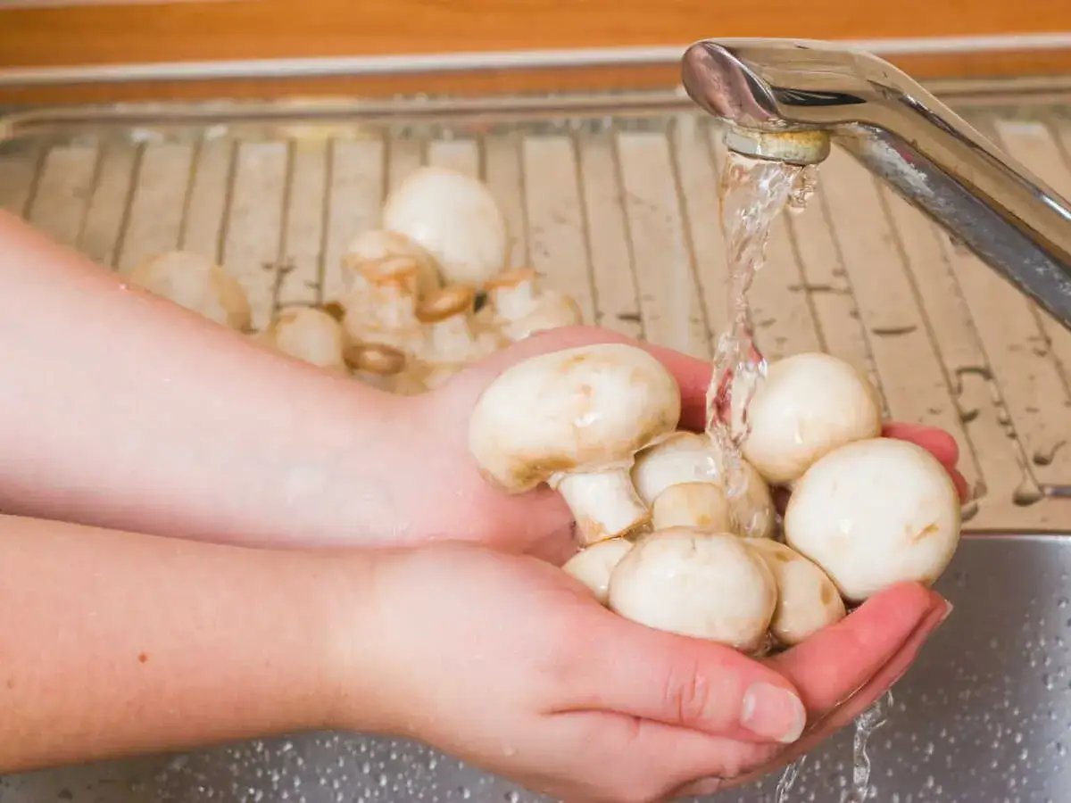 Mains tenant des champignons de Paris sous un robinet d'eau. Apprenez comment nettoyer les champignons de Paris pour une cuisine parfaite.