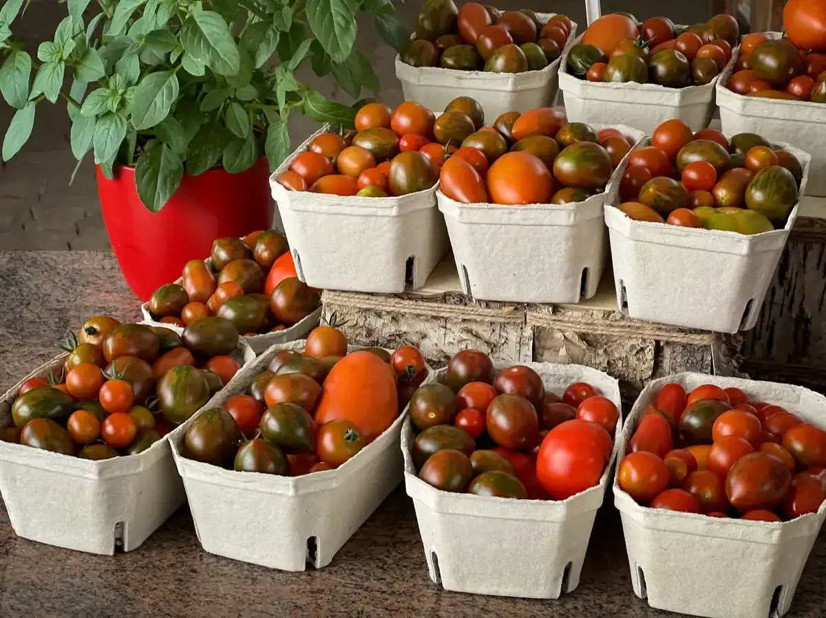 Assortiment de tomates multicolores, un vrai régal pour les yeux et pour la cuisine. Ce légume en m est prêt à être dégusté.