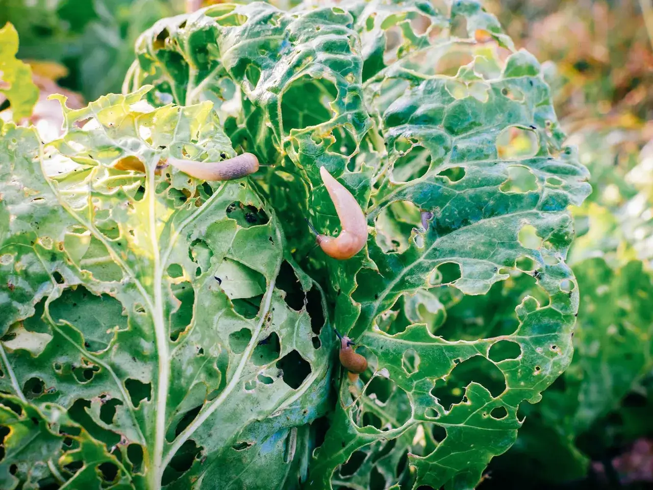 Trois limaces se nourrissent de feuilles de chou trou&eacute;es, illustrant ce que mange les limaces dans un jardin.