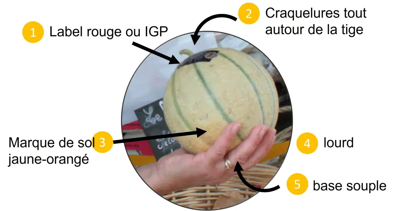 Pour reconnaitre un melon mur : cherchez des craquelures autour de la tige, une marque de sol jaune-orang&eacute;, un poids lourd et une base souple.