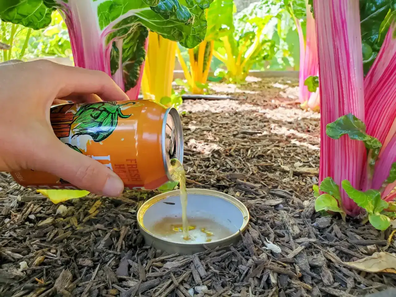 Une main verse de la bi&egrave;re dans un couvercle de bo&icirc;te, cr&eacute;ant un pi&egrave;ge &agrave; limaces fait maison pr&egrave;s de blettes color&eacute;es.