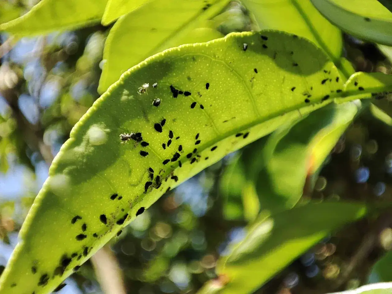 Une feuille verte est recouverte de nombreux petits pucerons noirs, signe d'une invasion de puceron dans la maison.