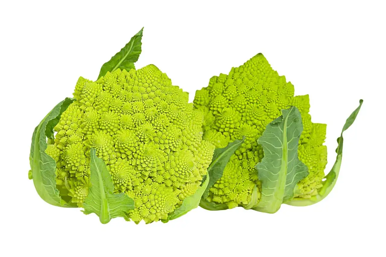 Deux choux romanesco aux formes fractales, aux feuilles vertes vives, illustrent la beaut&eacute; des diff&eacute;rents choux.