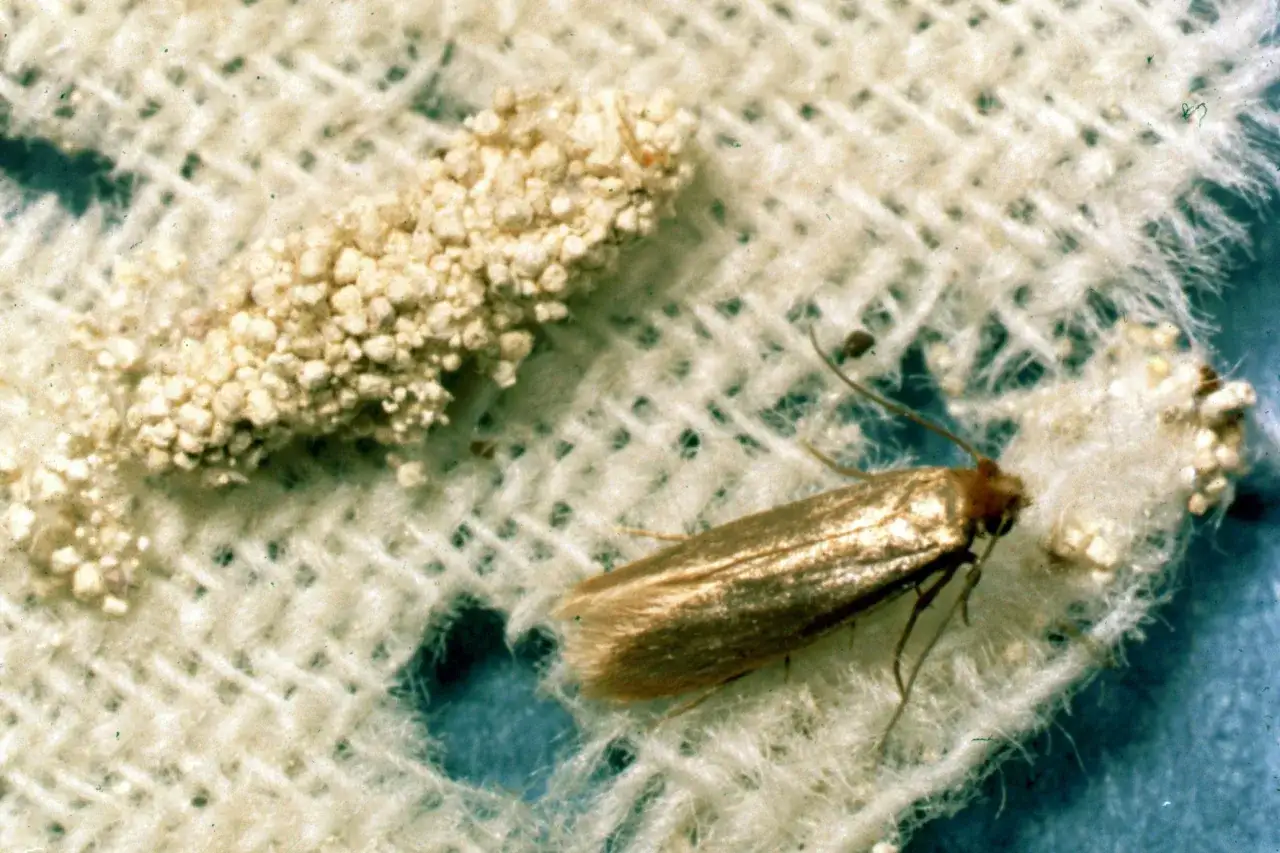 Un cocon de mite textile, compos&eacute; de d&eacute;bris et de soie, repose &agrave; c&ocirc;t&eacute; de l'insecte adulte sur un tissu blanc.
