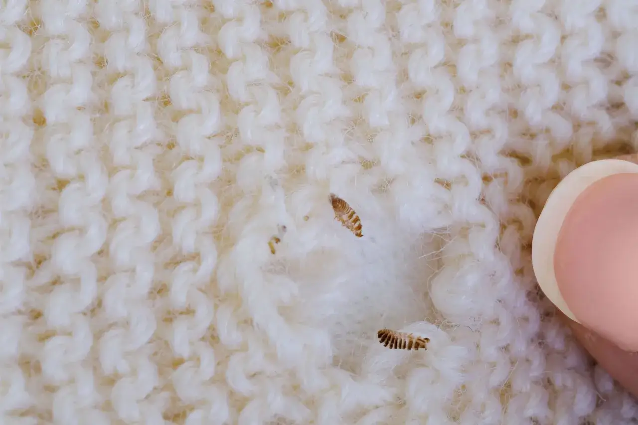 Larves de mites textiles sur un pull en laine blanc. Il est temps de se d&eacute;barrasser des mites textiles avant qu'elles ne fassent plus de d&eacute;g&acirc;ts.