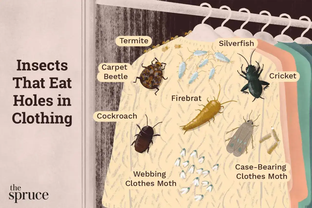 Illustration montrant divers insectes, dont des mites, qui mangent des v&ecirc;tements. On y voit des termites, des poissons d'argent, des scarab&eacute;es, des cafards, des poissons d'argent, des grillons, des poissons d'argent, des poissons d'argent, des poissons...