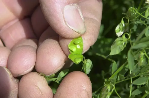 Main d'une personne tenant une cosse de lentilles verte ouverte, révélant de petites lentilles rondes à l'intérieur.