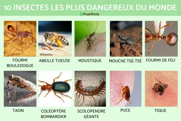 Image présentant 10 insectes dangereux : fourmi, abeille, moustique, mouche tsé-tsé, fourmi de feu, taon, coléoptère, scolopendre, puce et tique. Certains peuvent infester une maison.