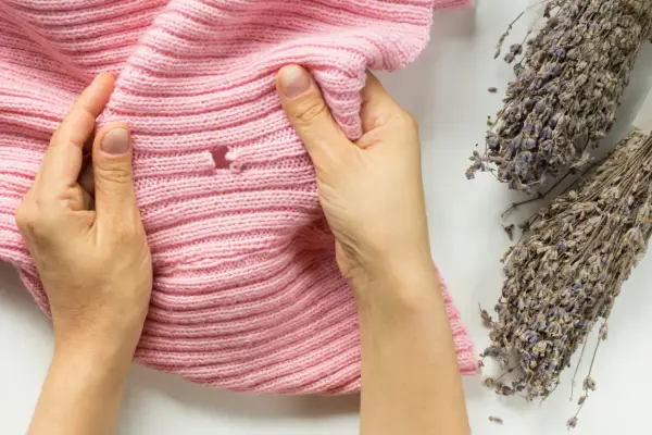 Mains examinant un pull rose troué, vestige d'un cocon de mite textile, à côté de bouquets de lavande séchée.