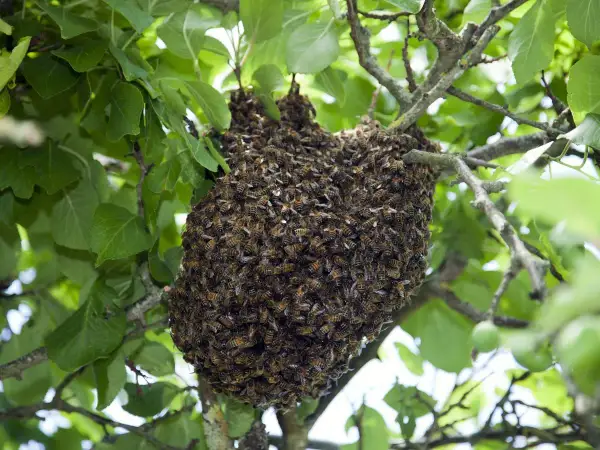 Un gros essaim d'abeilles s'est formé sur une branche d'arbre. Que faire ? Appeler un apiculteur pour le récupérer en toute sécurité.