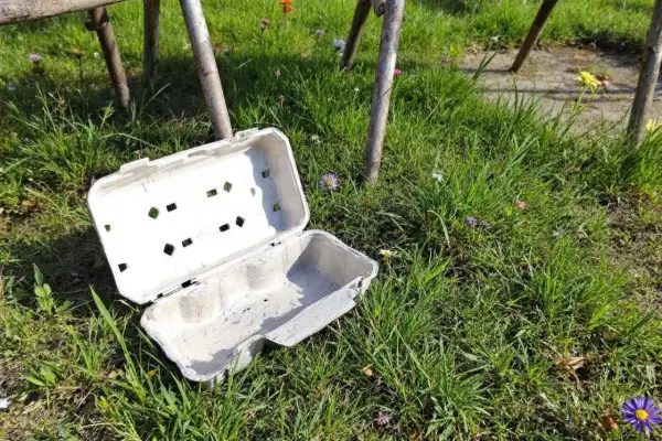 Un carton d'œufs ouvert, posé sur l'herbe, sert de piège à limaces fait maison. Des petites fleurs parsèment la pelouse.
