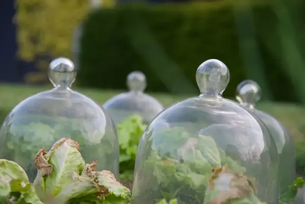 Salades protégées sous des cloches en verre, une solution élégante d'anti limace naturel pour un potager florissant.