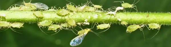 Une invasion de pucerons sur une tige verte. Ces petits insectes verts, certains ailés, se multiplient rapidement, menaçant de coloniser la maison.